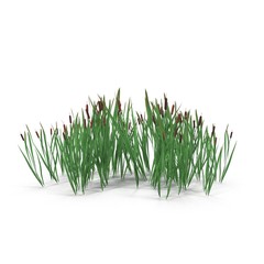 Photorealistic highly detailed 3D visualization of the Bulrush. 3D render.