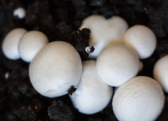 Button mushrooms in the ground