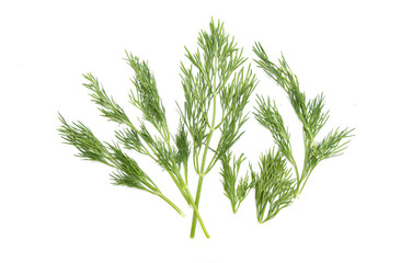 Green branches of dill are isolated on a white background.