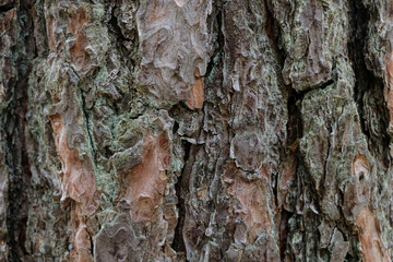 Texture of the brown bark of a tree with green moss and lichen on it. Tree bark texture.
