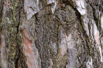 Tree trunk. Macro wood backdrop natural pattern.