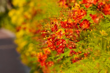 Bright orange flowers on a shrub planted along the path in the Park. Soft focus, space for text