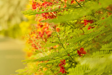 Bright orange flowers on a shrub planted along the path in the Park. Soft focus, space for text