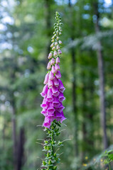 Common foxglove in full blossom. © Pawel Sidlo