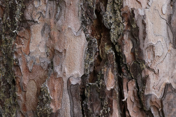 Natural bark background or texture. Pine tree. Abstract pattern.