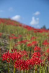 彼岸花 cluster amaryllis