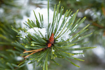 Naklejka na ściany i meble Melting snow on the pine tree branch