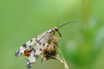 Nahansicht einer Skorpionsfliege