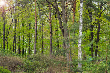 Obraz premium the rays of the sun illuminate the young foliage of the spring forest