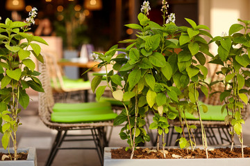 Green lilac bushes grow in wooden tubs in the cafe. Design of outdoor dining