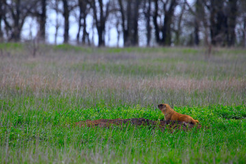 Closeup little Marmot in front of habitat in grassland. Saratov region, Russia