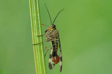 Nahansicht einer Skorpionsfliege