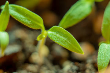 Blurred with soft focus background with a small sprout of tomato sprouted from the ground.
