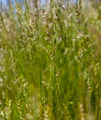 Tall grass in a field