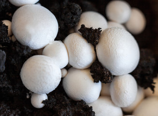 Button mushrooms in the ground
