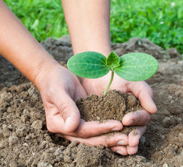 Planting a young seedling. Close-up.