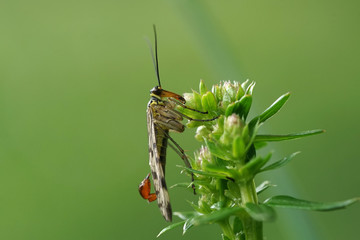 Nahansicht einer Skorpionsfliege