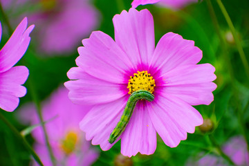 Obraz premium コスモスと青虫