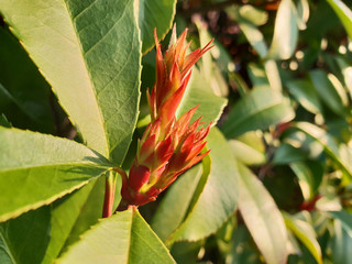 Red  new leaves on a branch of a green bush in the spring. Close up.