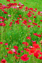 Obraz premium Anemon