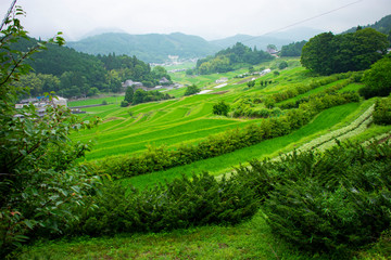 長谷の棚田