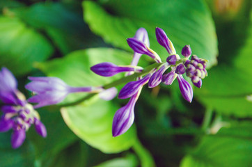 purple bell flower with buds, purple flower