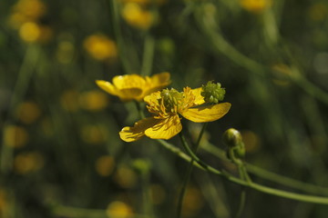 yellow flower