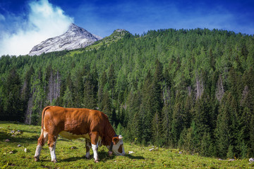 Fototapeta na wymiar A Cow in front of the Mount Watzmann