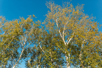 yellow birch leaves against the blue sky in the sun