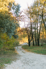 field road and autumn yellow trees
