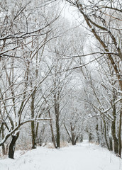 Path in a winter forest.