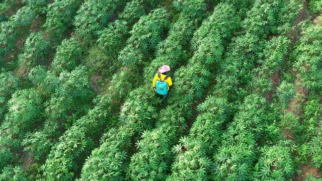 Farmer spraying cassava green field at agricultural farmland Thailand aerial view 