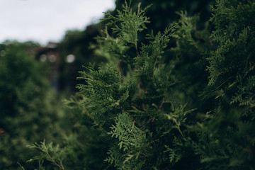 thuja green leaves on a rainy summer day