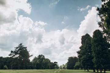 crowns of green pine against the blue sky