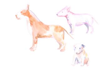 set of medium dogs. three bull terriers. cute puppy. watercolor. can be used for printing on fabric, clothing, printing on orthotcards, booklets, web