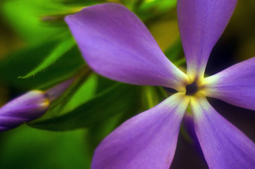 violet flower close up,  background with purple flower