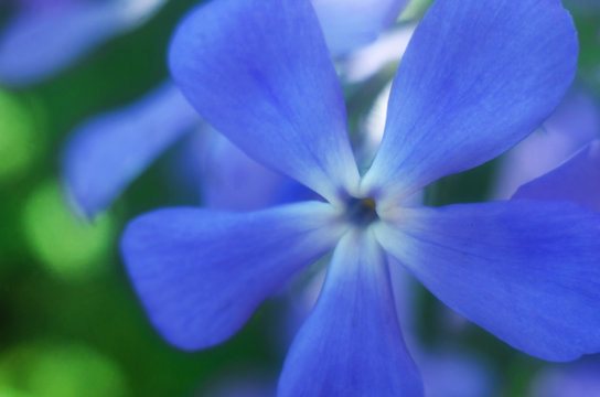 Background With Blue Flower Close Up