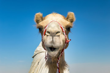 Camel Head Closeup Portrait in Desert.