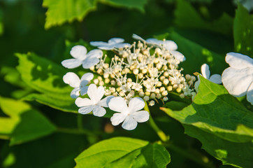 viburnum blossoms close up, viburnum flowers on a background of green leaves