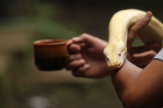Coffee break with python molurus snake .