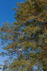 Obraz premium crowns of green pine against the blue sky