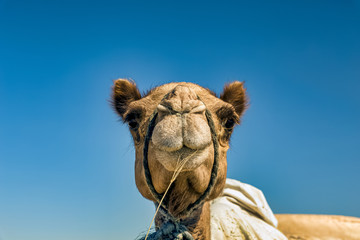 Camel Head Closeup Portrait in Desert.