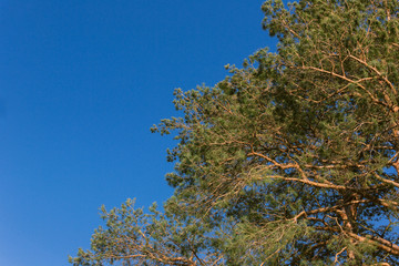 crowns of green pine against the blue sky