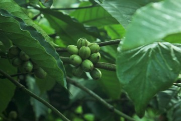 coffee plants with coffee fruit in the coffee garden on a misty morning
