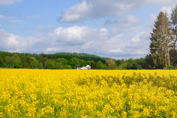 Fototapeta premium Landscape with yellow fields of blooming rapeseed in Germany.