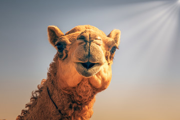 Camel Head Closeup Portrait in Desert.