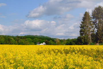 Landscape with yellow fields of blooming rapeseed in Germany.