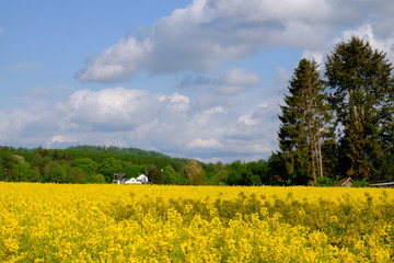 Landscape with yellow fields of blooming rapeseed in Germany.