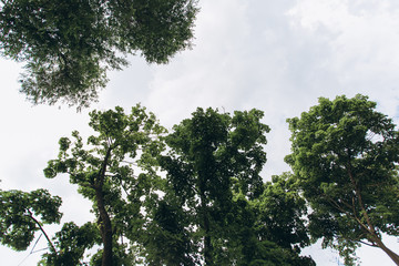 crown of green trees under the clouds