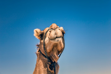 Camel Head Closeup Portrait in Desert.